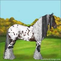 Horse Color:White Spotted Brown Blanket 