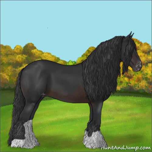 Horse Color:Brown Appaloosa 