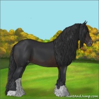 Horse Color:Brown Appaloosa
