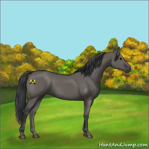 Horse Color:Grullo 