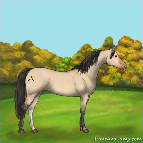 Horse Color:Bay Dun 