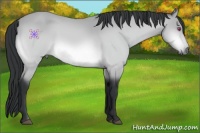 Horse Color:Bay Chinchilla Rabicano 