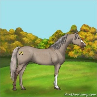 Horse Color:Silver Grullo 