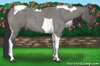 Horse Color:Grullo Roan Tobiano
