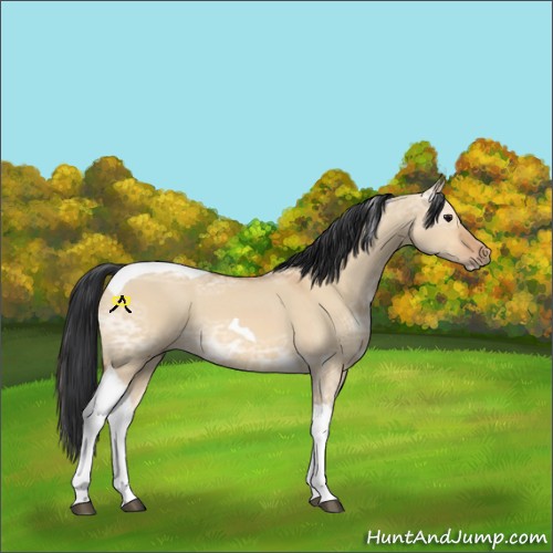Horse Color:Bay Ice Dun Tobiano 