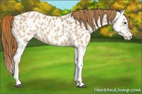 Horse Color:Red Dun Appaloosa  and Red Dun Splash Appaloosa 