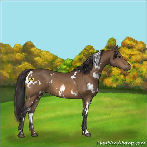Horse Color:White Spotted Buckskin