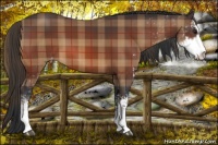 Horse Color:Plaid  Brown Sabino Varnish 