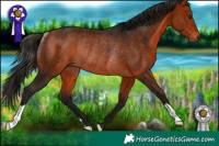 Horse Color:Gray Bay Rabicano