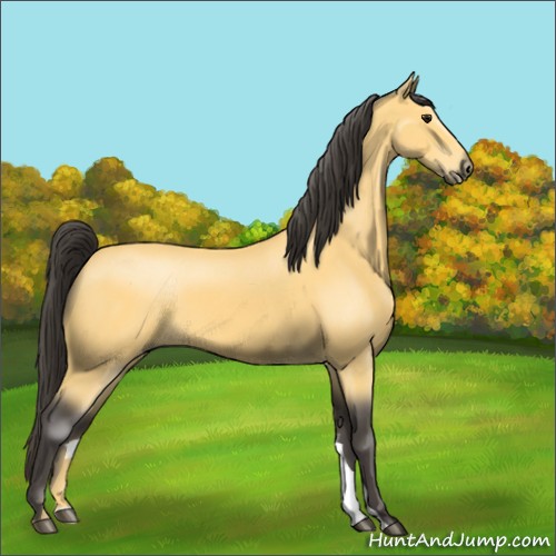 Horse Color:Buckskin 