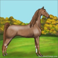 Horse Color:Red Roan 