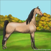 Horse Color:Bay Dun