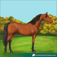 Horse Color:Bay 