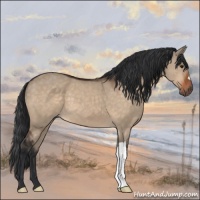 Horse Color:Brown Dun 
