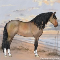 Horse Color:Brown Dun 
