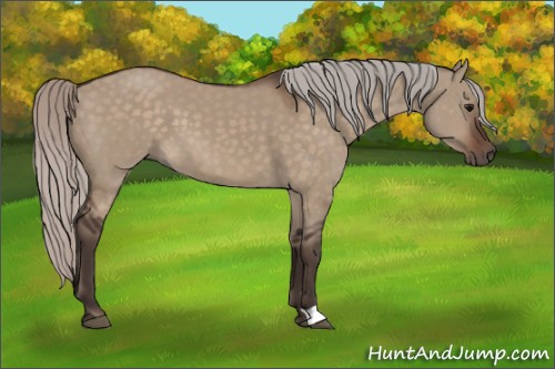Horse Color:Silver Brown Dun 