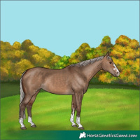 Horse Color:Silver Bay Dun