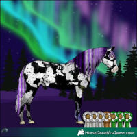 Horse Color:Painted White Spotted Silver Buckskin Chinchilla Dun Splash Tobiano 