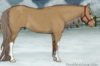 Horse Color:Chocolate Palomino Dun Appaloosa 