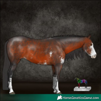 Horse Color:Brown Sabino
