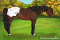 Horse Color:Gray Bay Sabino Appaloosa 