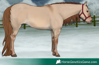 Horse Color:Red Dun 