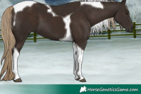 Horse Color:Liver Chestnut Tobiano 