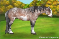 Horse Color:White Spotted Brown Roan Frame 