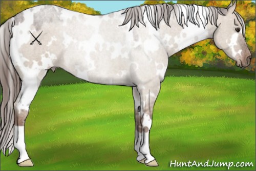Horse Color:White Spotted Liver Red Dun 