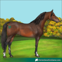 Horse Color:Brown Sabino