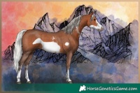 Horse Color:Silver Bay Sabino Frame 