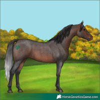 Horse Color:Bay Roan 