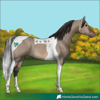 Horse Color:Brown Dun Tobiano 