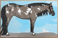 Horse Color:White Spotted Grullo 