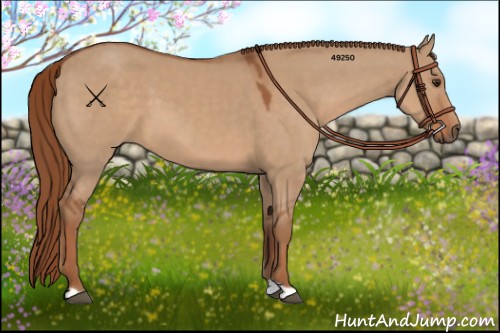 Horse Color:Red Dun