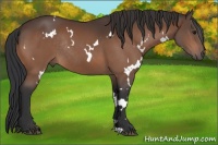 Horse Color:White Spotted Bay Rabicano 