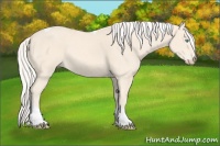 Horse Color:Cremello Tobiano 
