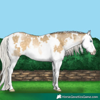 Horse Color:White Spotted Silver Buckskin Pearl Mushroom Sabino Splash 