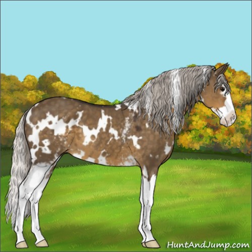Horse Color:White Spotted Silver Smoky Grullo Splash 