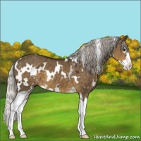 Horse Color:White Spotted Silver Smoky Grullo Splash 