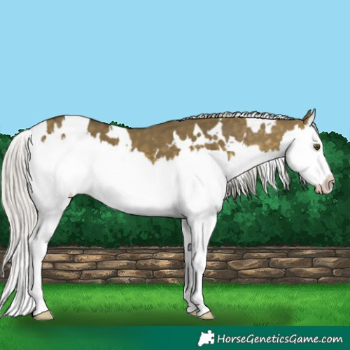 Horse Color:White Spotted Silver Buckskin Dun Mushroom Splash 