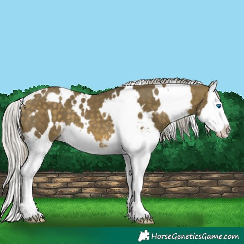 Horse Color:White Spotted Silver Buckskin Dun Mushroom Sabino Splash 