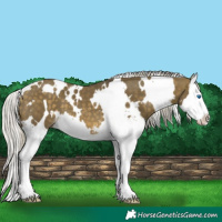 Horse Color:White Spotted Silver Buckskin Dun Mushroom Sabino Splash 