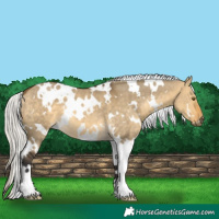 Horse Color:White Spotted Silver Buckskin Dun Mushroom 