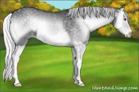 Horse Color:Silver Blue Onyx Chinchilla Splash