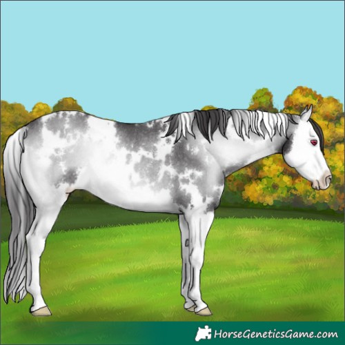 Horse Color:White Spotted Smoky Blue Onyx Chinchilla Splash Rabicano 