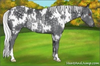Horse Color:White Spotted Silver Black Chinchilla Rabicano 