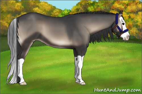 Horse Color:Blue Onyx Splash