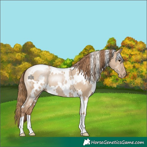 Horse Color:White Spotted Grullo Pearl 