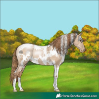 Horse Color:White Spotted Grullo Pearl